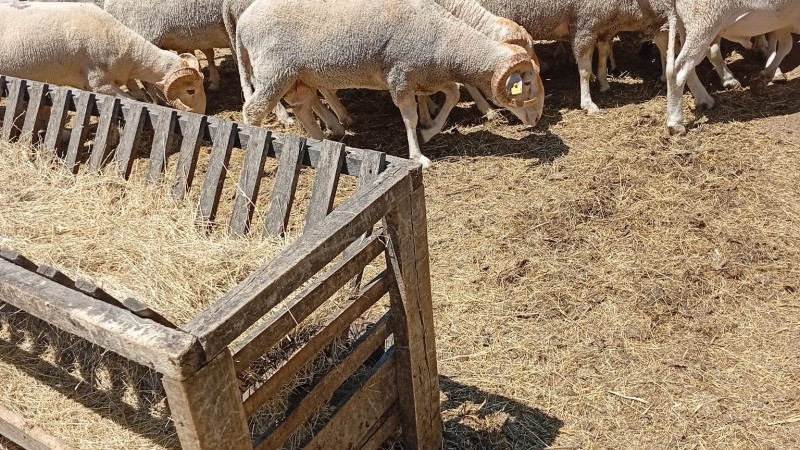 Çayırdere’den Doğal Kurbanlık Fırsatı